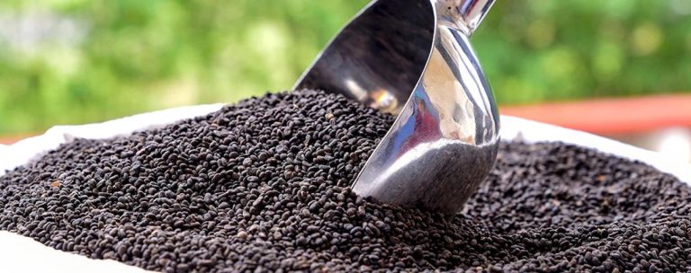 Babchi oil Psoralea corylifolia extract