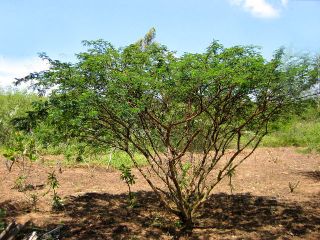 The Ancient Wisdom of Tepezcohuite: Nature's Skincare Secret
